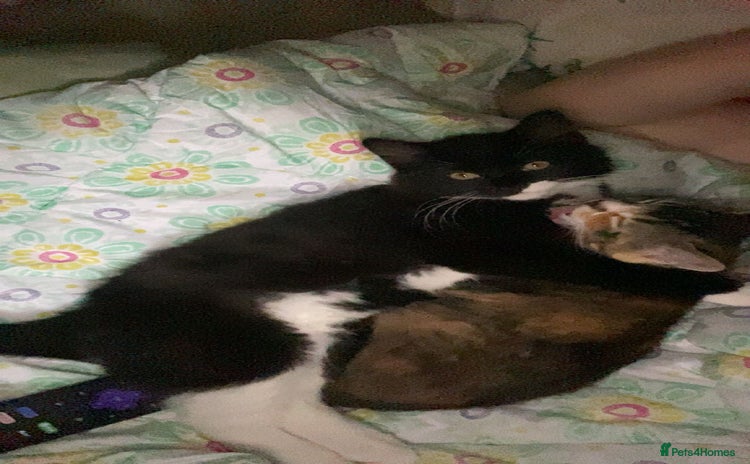 British Shorthair cats Black and white male - Advert 1