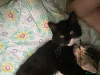 British Shorthair cats Black and white male - Advert 5