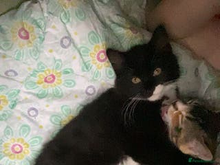 British Shorthair cats for sale: Black and white male - Advert 1