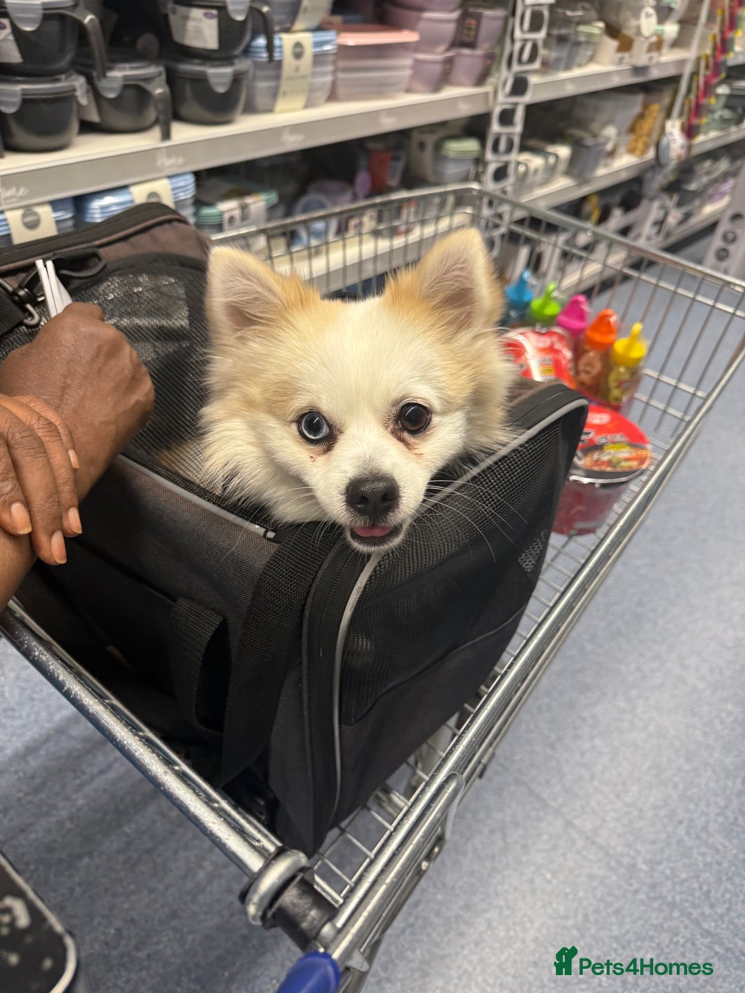 Pomeranian dogs for stud: PomeranianMale for Stud Healthy,Friendly&Ready Now - Advert 6