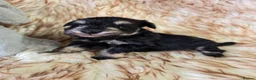 Miniature Schnauzer dogs for sale: Georgous Black &Silver Boy - Advert 6