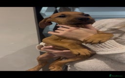 Mixed Breed dogs for sale: Puppy’s available  - Advert 22