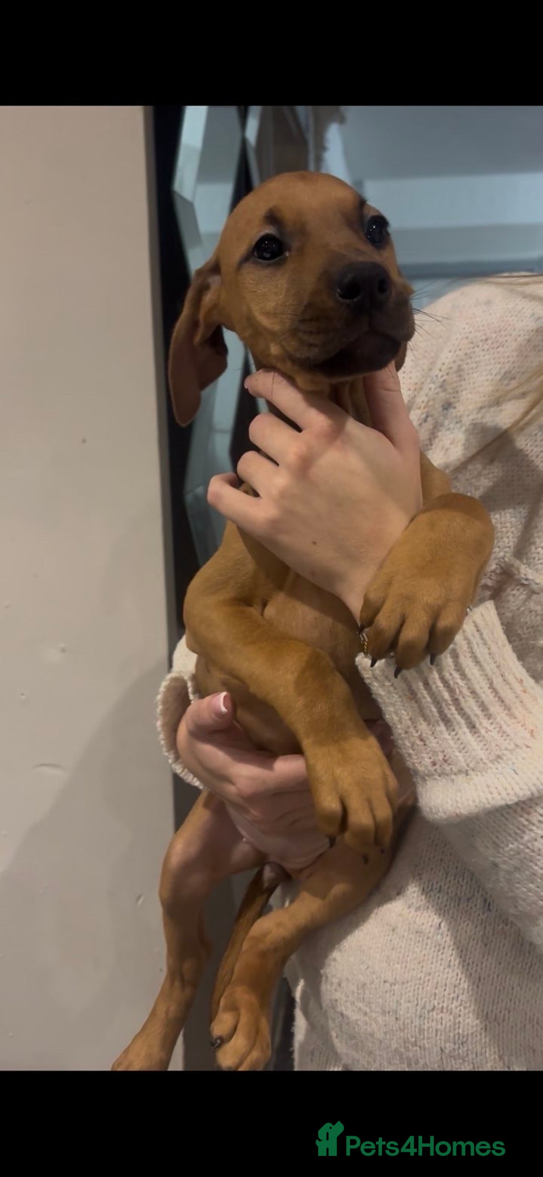 Mixed Breed dogs for sale: Puppy’s available  - Advert 22