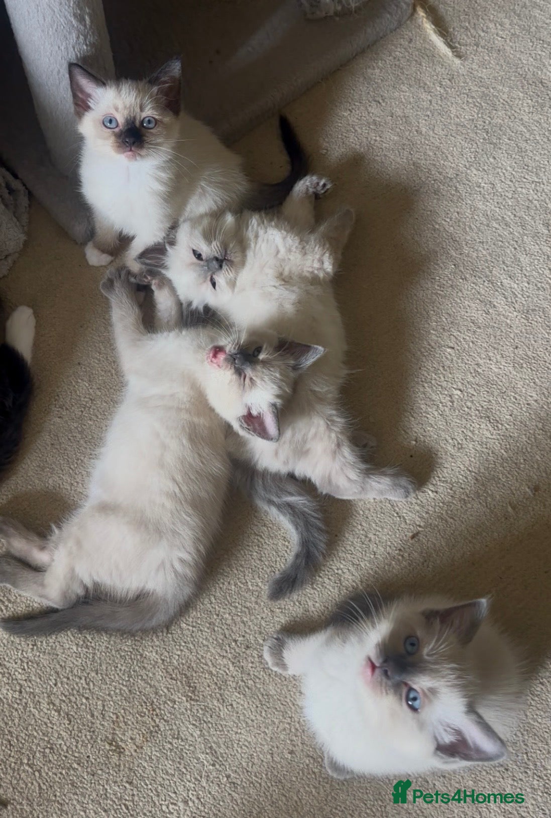 Ragamese cats READY NEXT WEEK! TWO SIAMESE AND ONE RAGDOLL - Advert 2