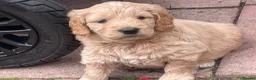 Mini Goldendoodle dogs for sale: Therapy lines 1 beautiful golden boy available  - Advert 1