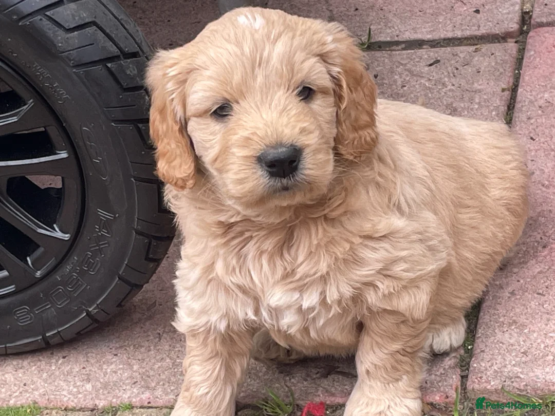 Mini Goldendoodle dogs for sale: Therapy lines 1 beautiful golden boy available  - Advert 1