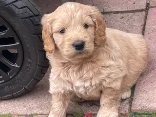 Mini Goldendoodle dogs Therapy lines 1 beautiful golden boy available - Advert 5