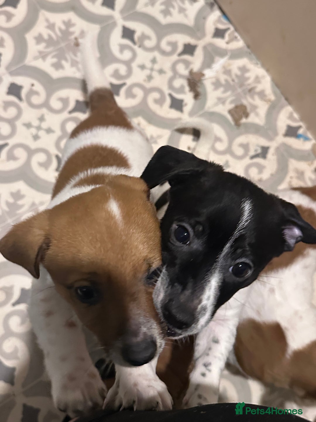 Jack Russell dogs for sale: ONLY 4 BEAUTIFUL BOYS LEFT- SMALL JACK RUSSELS - Advert 4