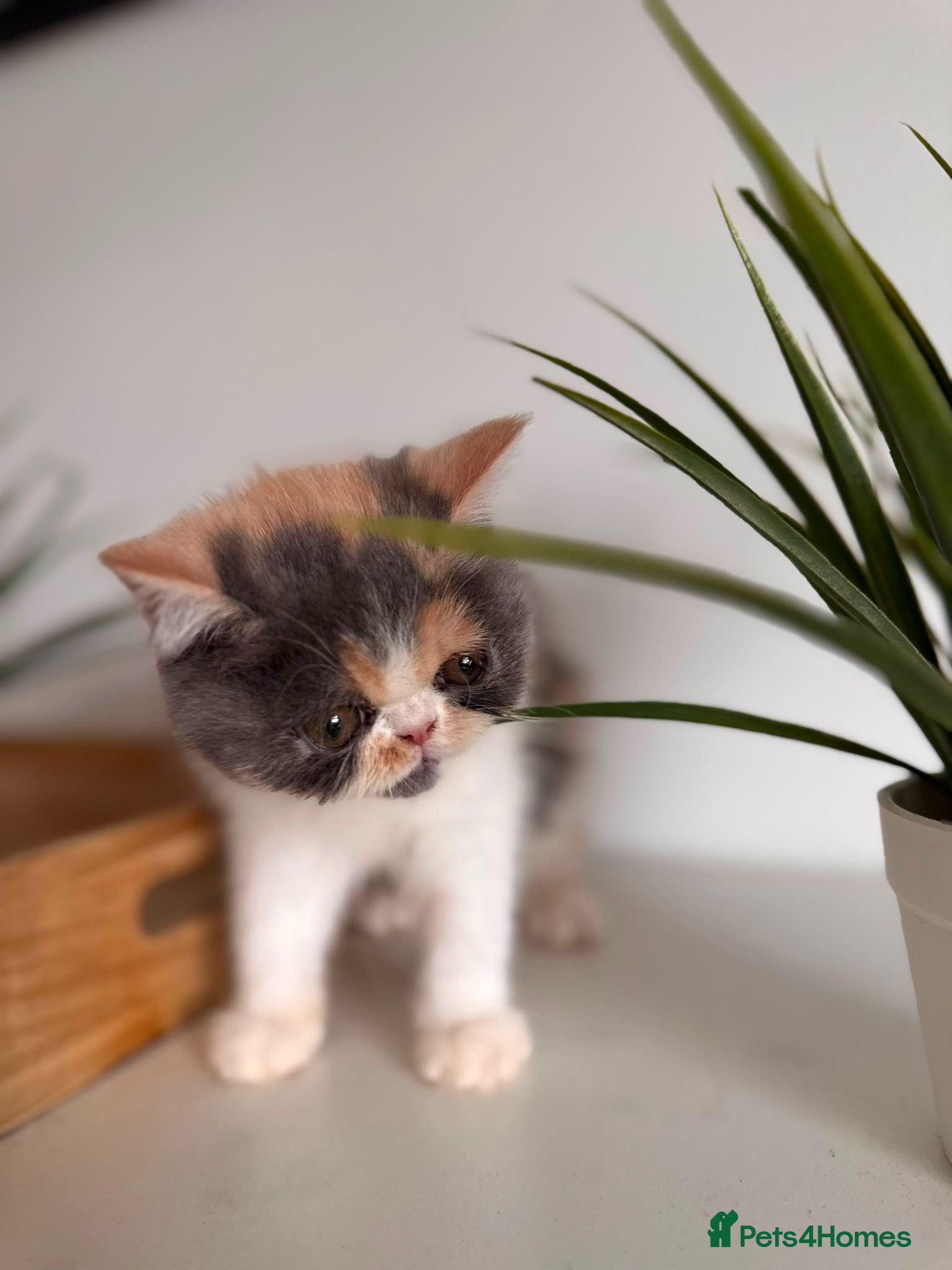 Exotic cats Exotic Persian kittens £475 - Advert 9