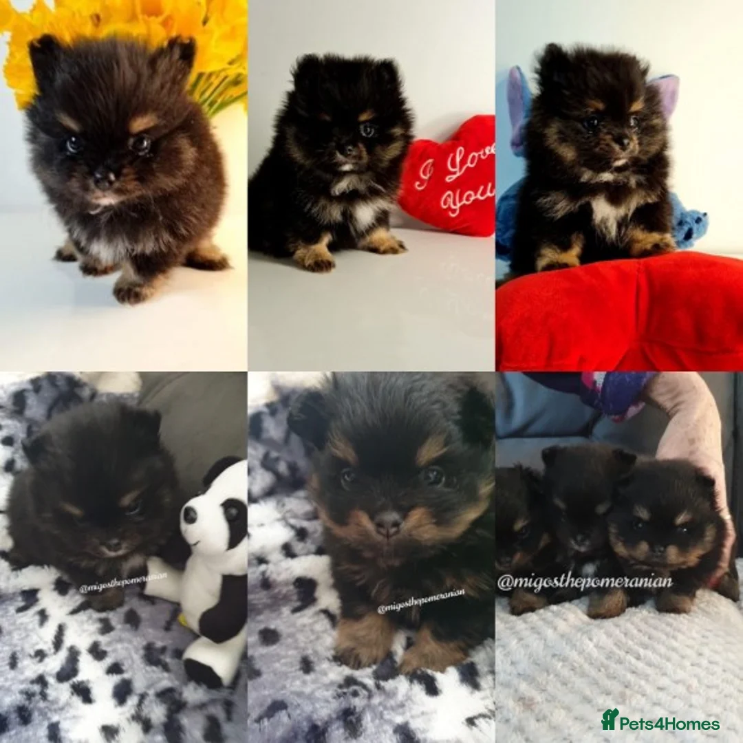 Pomeranian dogs for stud: Top Quality Champion Lines Pomeranian Stud in Ebbw Vale - Advert 10