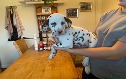 Dalmatian dogs for sale: Absolutely stunning liver puppy  - Image 25