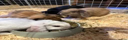 Mini Lop rabbits for sale: Beautiful Mini Lop Bunnies  - Advert 13