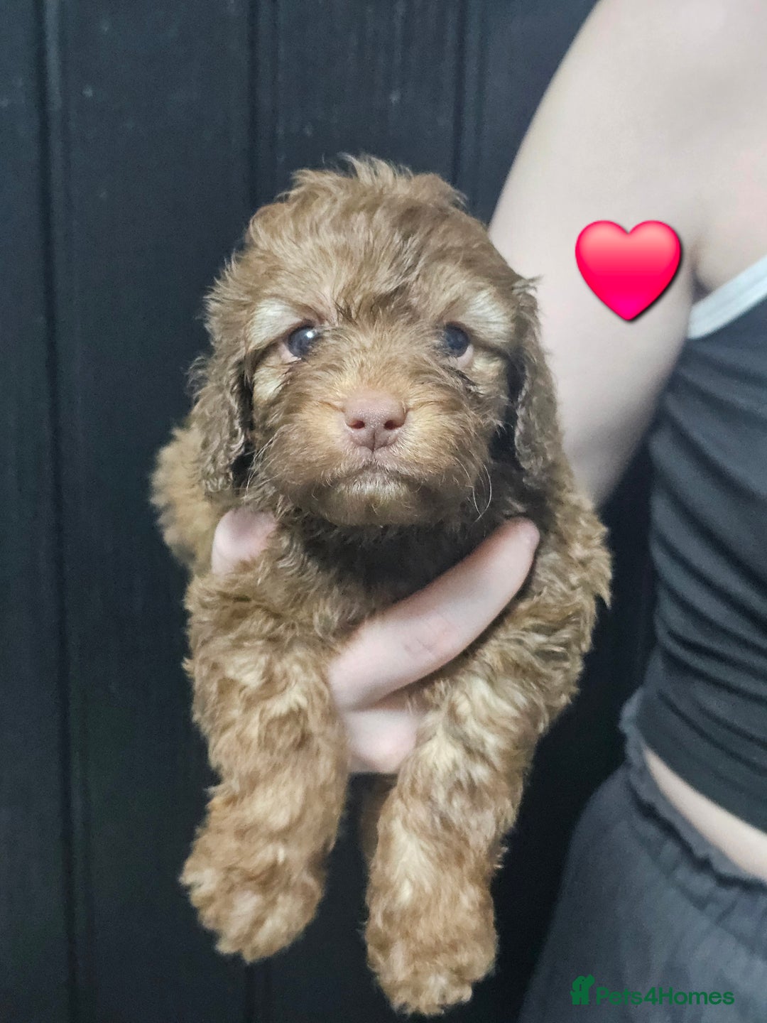 Cockapoo dogs for sale: F1 cockapoo puppies  - Advert 3