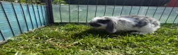 Mini Lop rabbits for sale: Litter of Mini Lop bunnies  - Advert 19