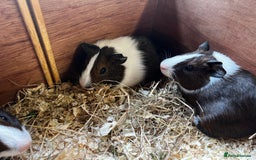 Guinea Pig rodents for sale: Dutch Sows/girls - Image 9