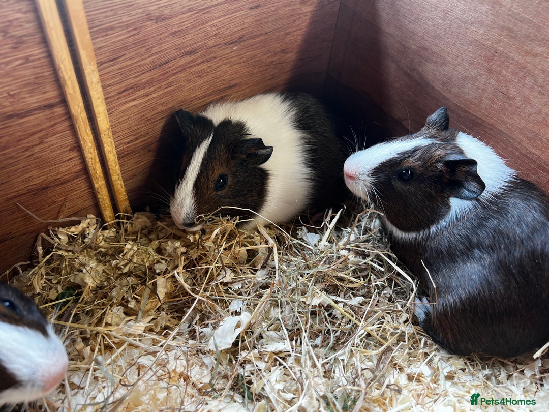 Guinea Pig rodents for sale: Dutch Sows/girls - Image 9