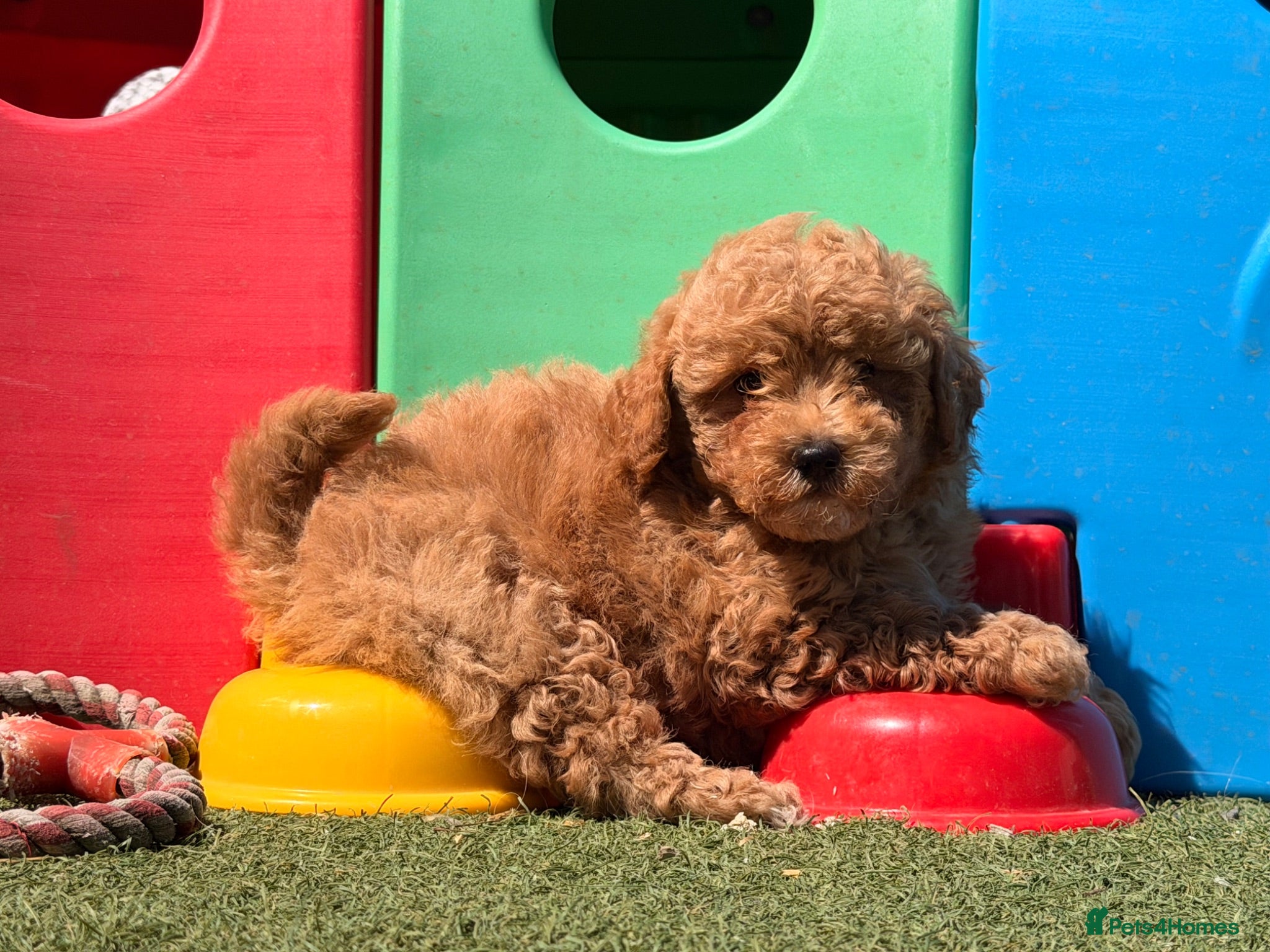 Poochon dogs Adorable Poochon puppies  - Advert 1