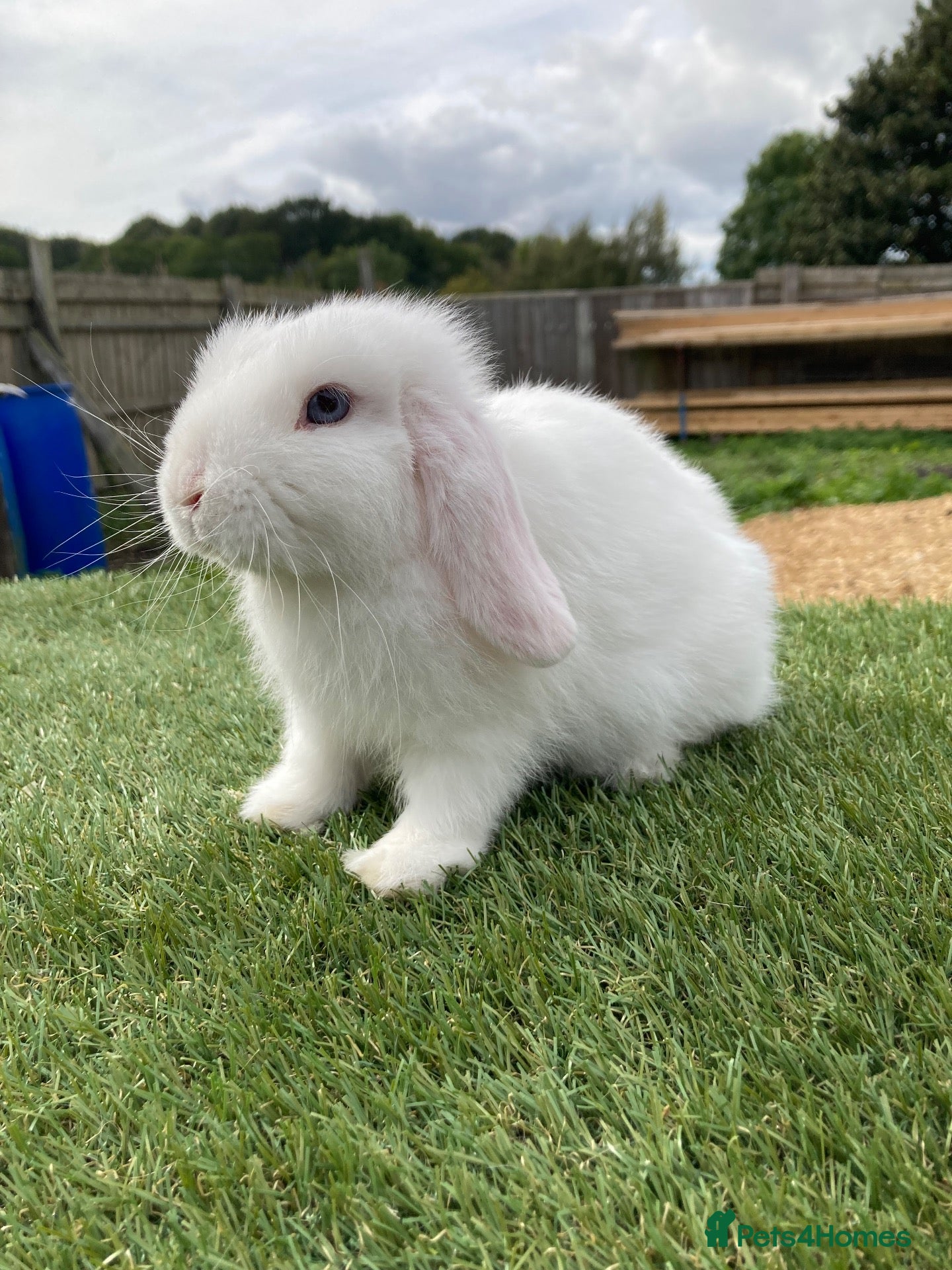 Mini Lop rabbits Mini lop - Advert 17