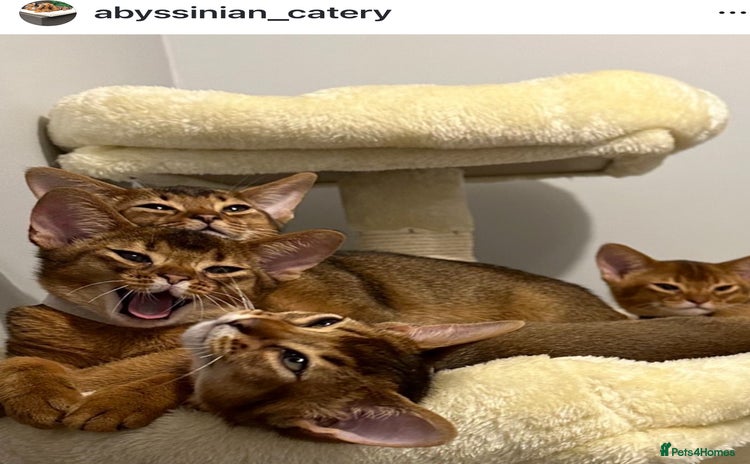 Abyssinian cats Pedigree Abyssinian kittens  - Advert 1