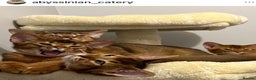 Abyssinian cats for sale: Pedigree Abyssinian kittens  - Advert 7