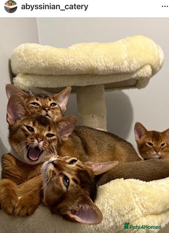 Abyssinian cats Pedigree Abyssinian kittens - Advert 1