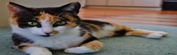 Mixed Breed cats for sale: kittens - Advert 1