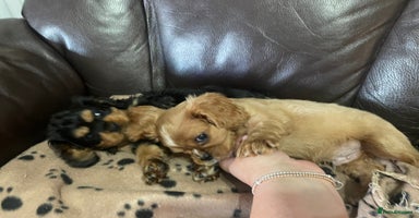 Cavalier King Charles Spaniel dogs - Advert 10