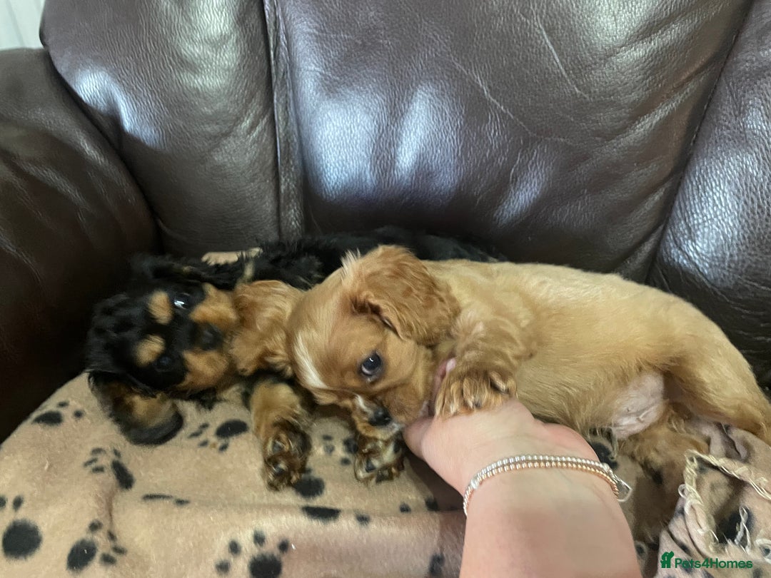 Cavalier King Charles Spaniel dogs for sale: Beautiful Cavalier King Charles Spaniel Puppies - Image 2
