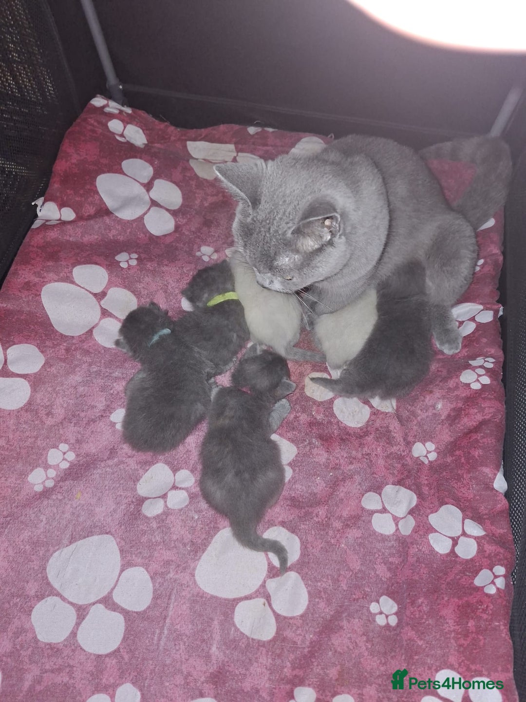 British Longhair cats for sale:  Beautiful British Long haired Short haired kitten - Advert 1