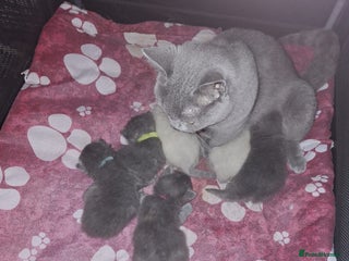 British Longhair cats Beautiful British Long haired Short haired kitten - Advert 1