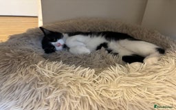 British Longhair cats for sale: British long hair boy cats - Image 13