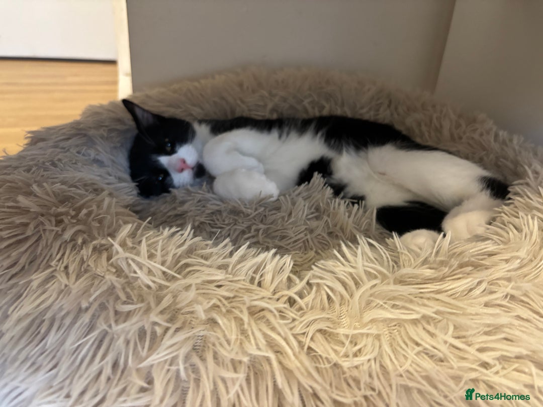 British Longhair cats for sale: British long hair boy cats - Image 13