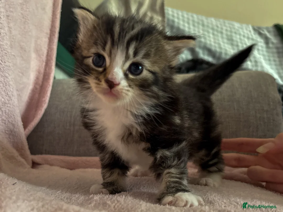Norwegian Forest Cat cats for sale: Norwegian forest cross kittens for sale - Advert 5