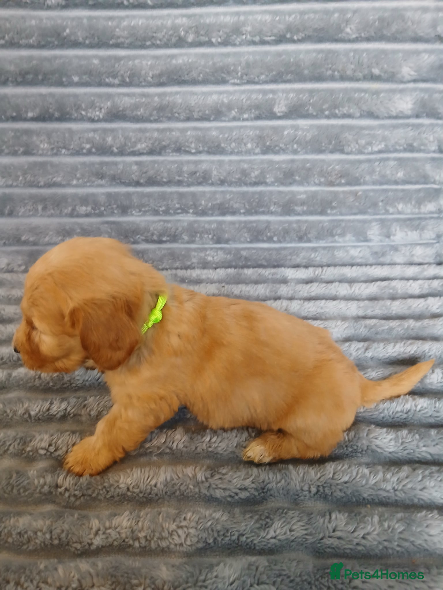Mixed Breed dogs for sale: 8 dachshund x jack Russel puppies  in Henfield - Advert 26