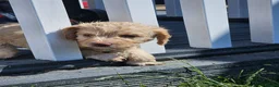 Mixed Breed dogs for sale: Beautiful Poogle pups for sale (beagle x poodle ) - Advert 10