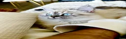 Ragdoll cats for sale: Blue Lynx Point long-haired Rogdoll - Advert 7