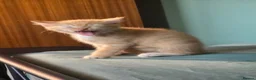 Sphynx cats for sale: Sphynx / Devon Rex Mix Kittens Ready Homes - Advert 3