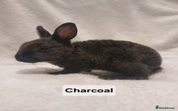 Rex rabbits for sale: Baby Purebred Rex Rabbits For Sale - Image 11