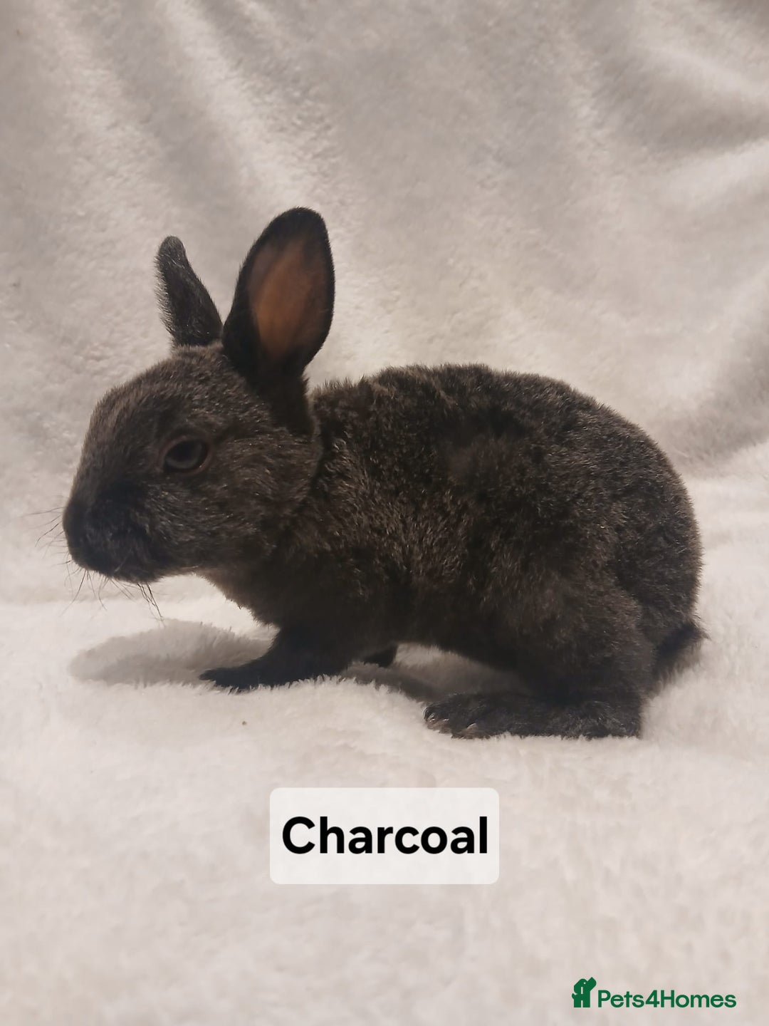 Rex rabbits for sale: Baby Purebred Rex Rabbits For Sale - Image 11