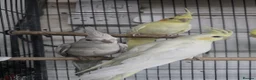 Cockatiels birds for sale: Cockatiel - Advert 3