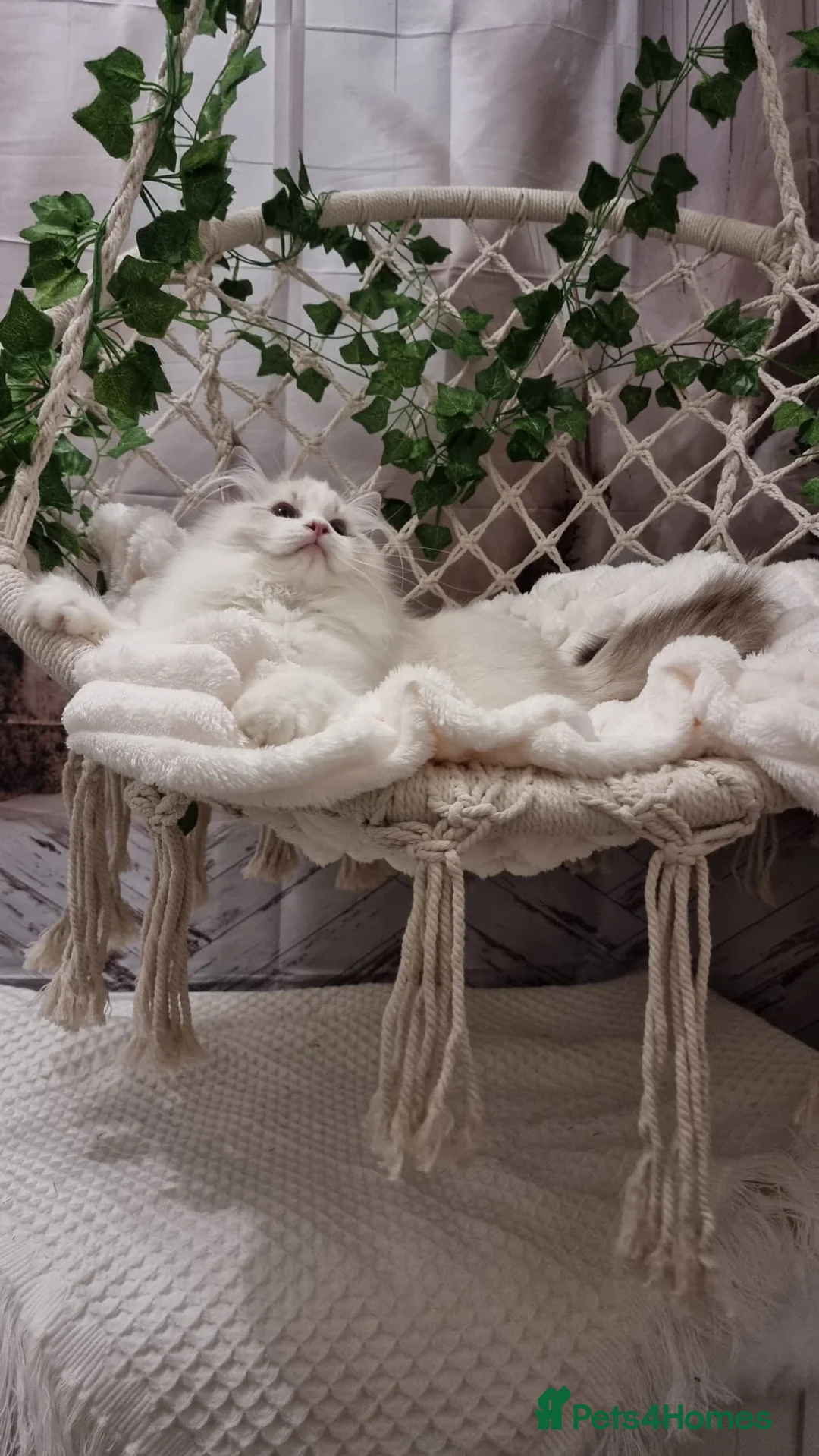 Ragdoll cats for sale: Exceptional Tica Registered Ragdoll Kittens - Advert 32