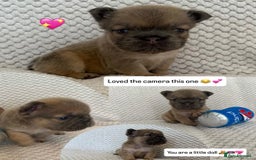 French Bulldog dogs for sale: Visual fluffy rope French bulldog puppies - Image 5