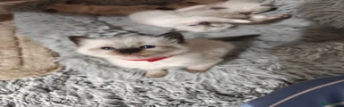 Rosie