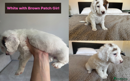 Cockapoo dogs for sale: Adorable F2 Cockapoo Puppies, Ready 12 Oct - Image 17