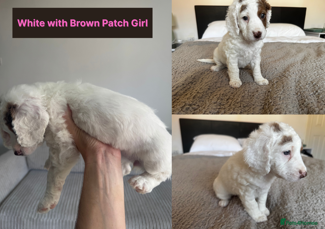 Cockapoo dogs for sale: Adorable F2 Cockapoo Puppies, Ready 12 Oct - Image 17