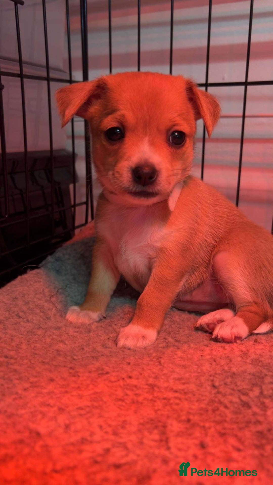 Mixed Breed dogs for sale: Beautiful Jack Russel X Chihuahua  - Advert 13
