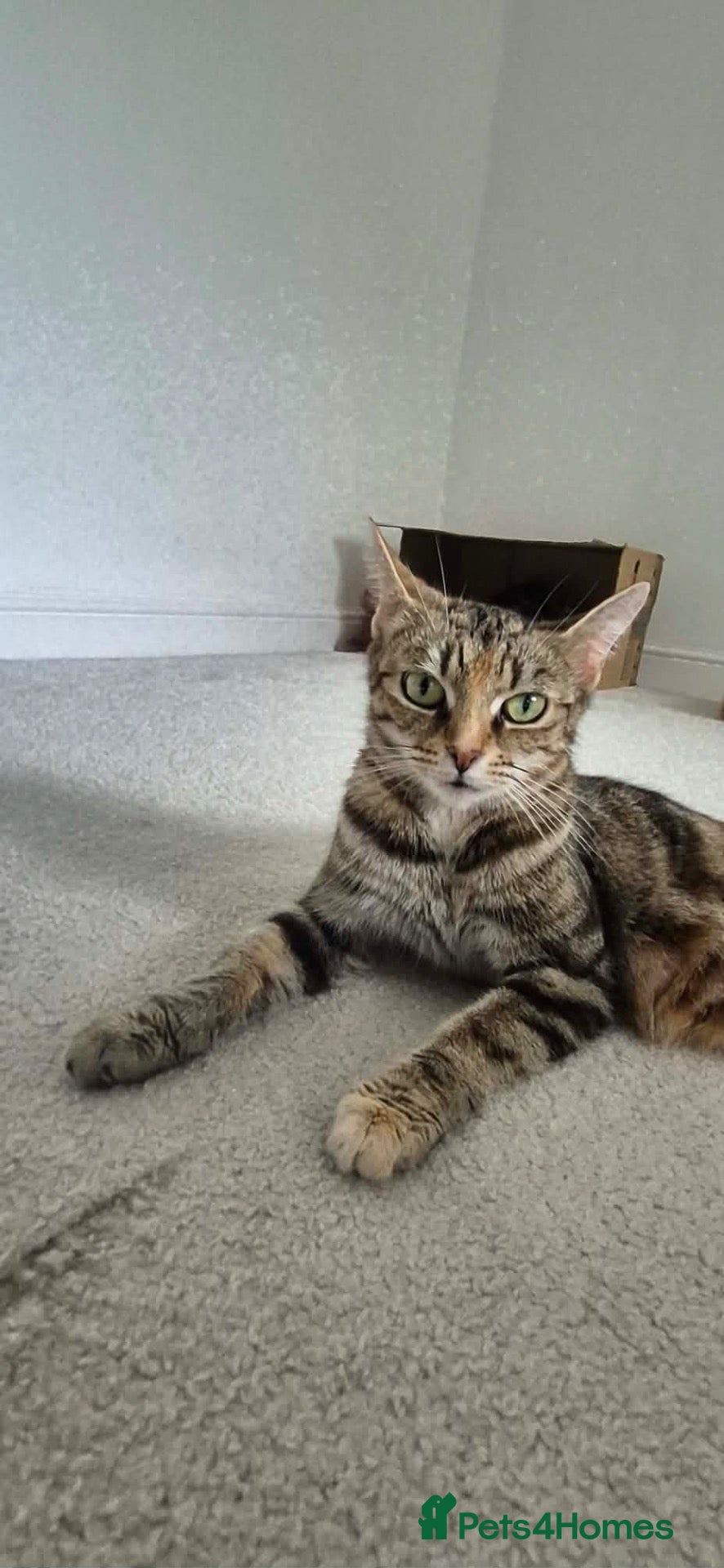 Domestic Shorthair cats 4 male, 1 female kitten  - Advert 12