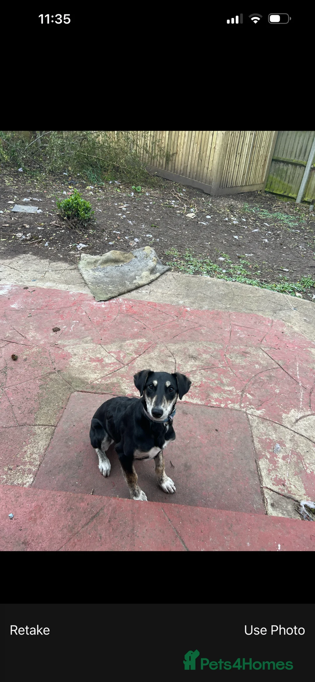 Saluki dogs for sale: Saluki greyhound penny  - Advert 1