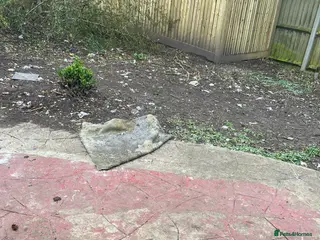 Saluki dogs Saluki greyhound penny - Advert 1