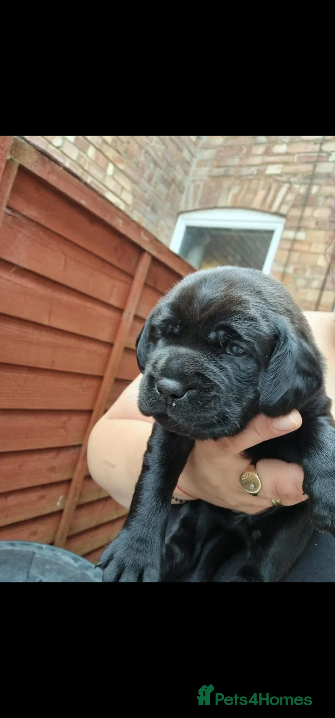 Mixed Breed dogs for sale: Puppys - Advert 1